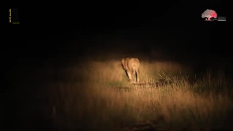 Wildlife in awash national park