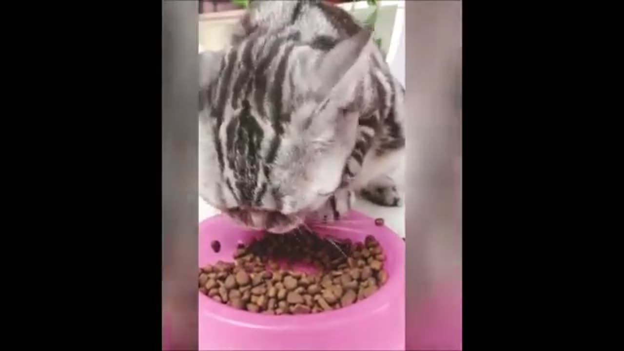 animal that will make you laugh