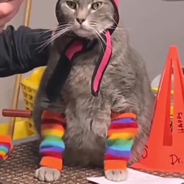 Funny Animal | Funny videos of pets at the vet