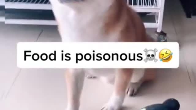 Funny dog video try to not lough😂😂😂😂😂