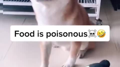 Funny dog video try to not lough😂😂😂😂😂