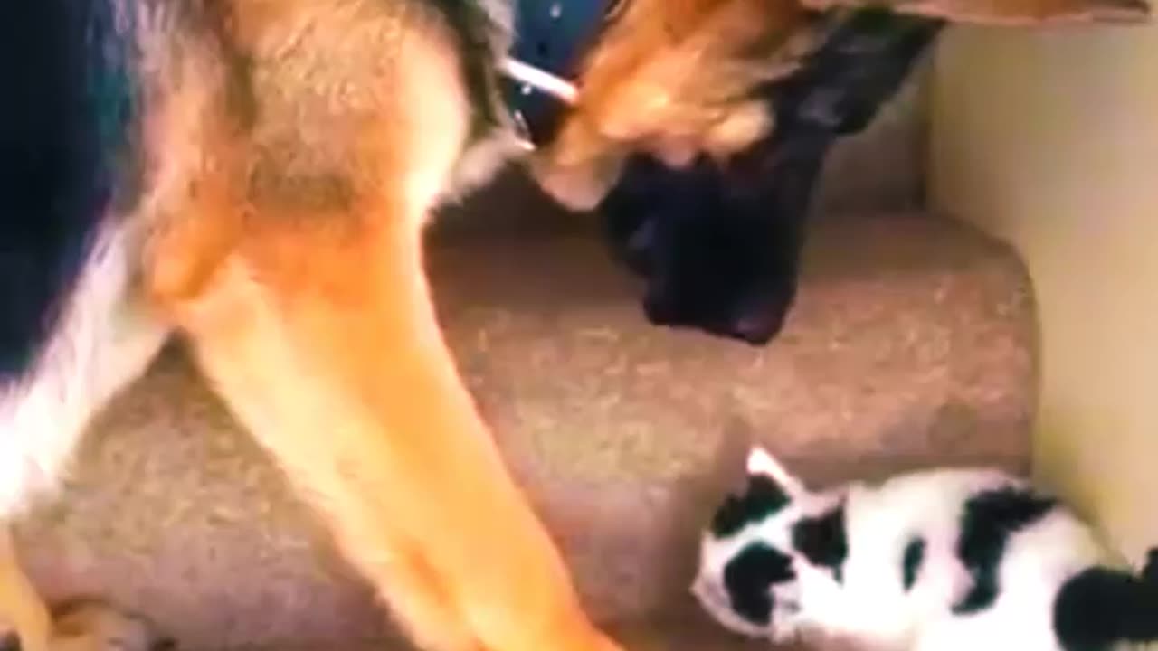 Adorable Cat Receives Heartwarming Help from a Dog - Aww Moments!"