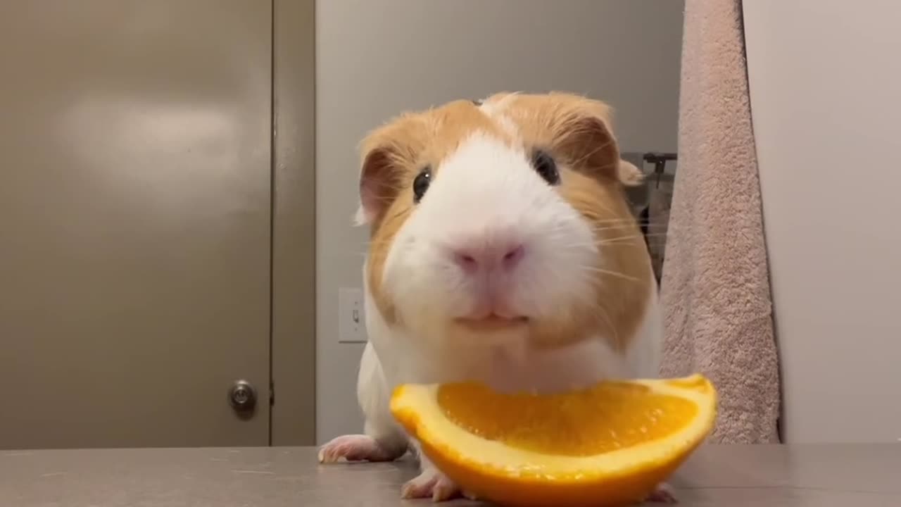 Little bamboo rat eating an orange.