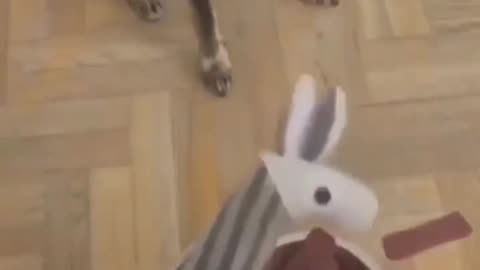 Funniest Dog video 2023 😂😂😂😂 #shorts #funnyshorts #viral #viralshorts #trending #trendingshorts