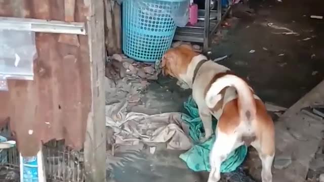 Great war rolls between mouse and dog + cat