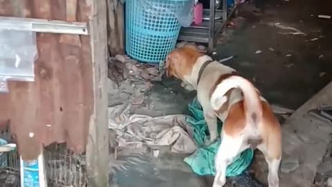 Great war rolls between mouse and dog + cat