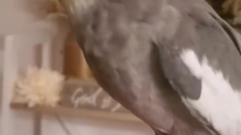 ARK OF GRACE: CHET THE COCKATIEL SINGING A TUNE! THE JOY OF THE LORD!