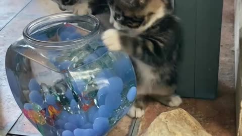 Fish bowl kittens