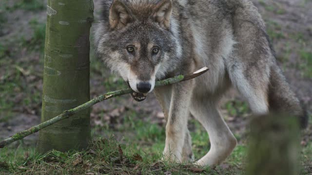 Lovely moments with wolves