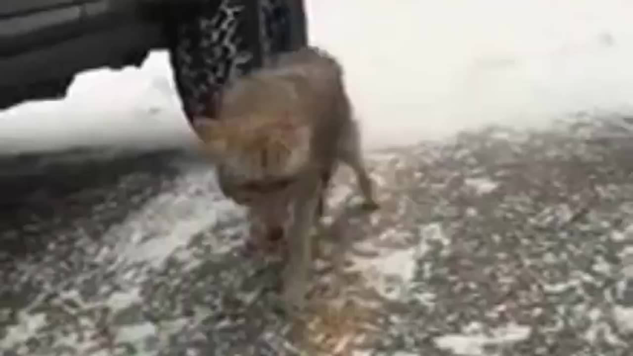 Man Tries To Pet Coyote