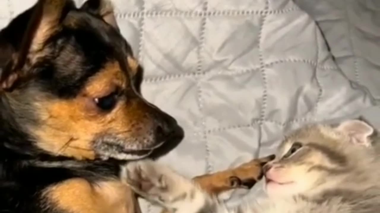 Dog and cat big fight