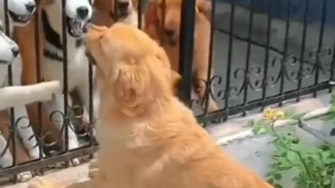 Funny Animal videos