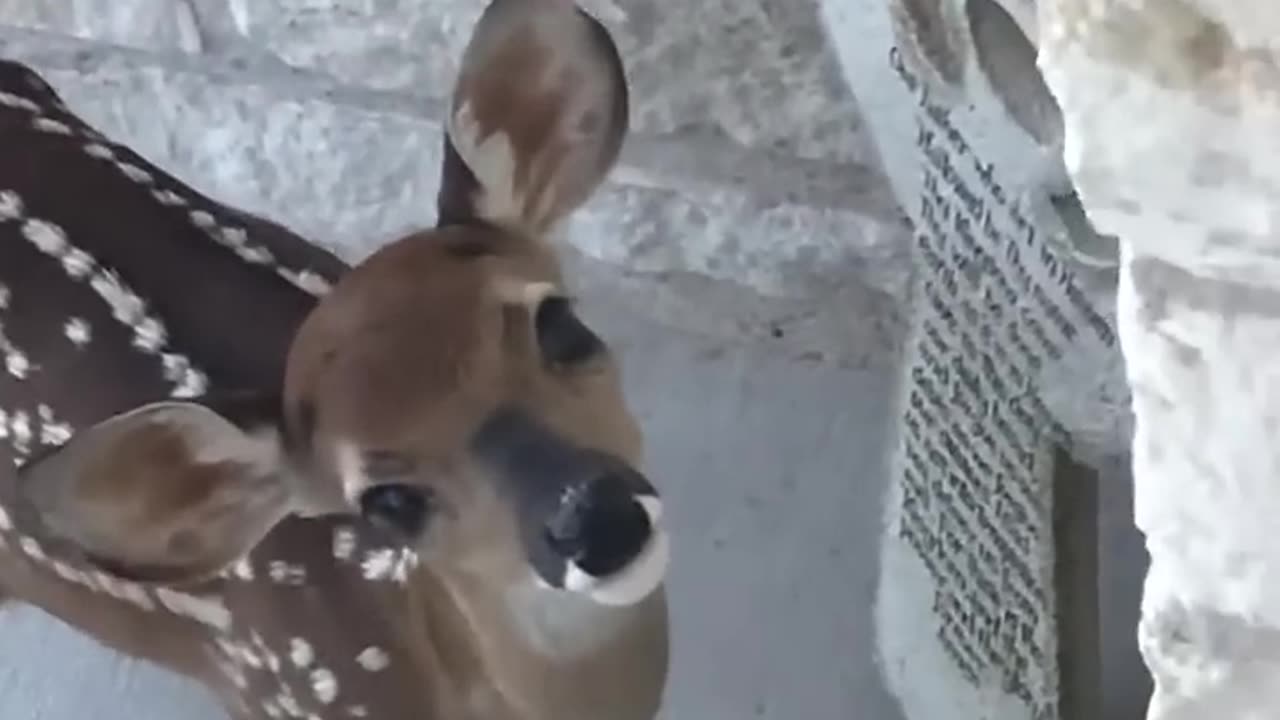 A baby Fawn welcomes me at the front door