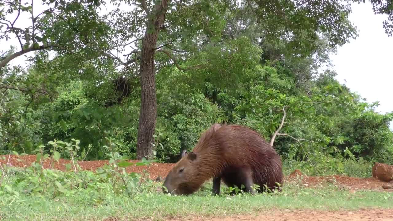 Animals That Call The Jungle Home | Amazon Rainforest