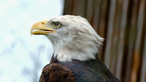 Eagle