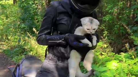 Biker cat