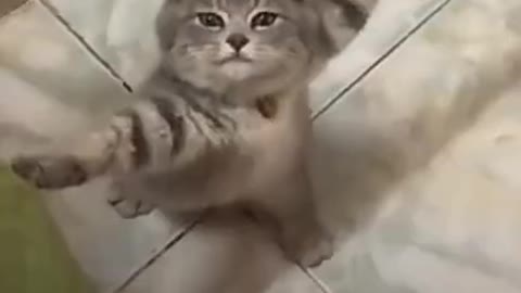 #cute cat#shorts