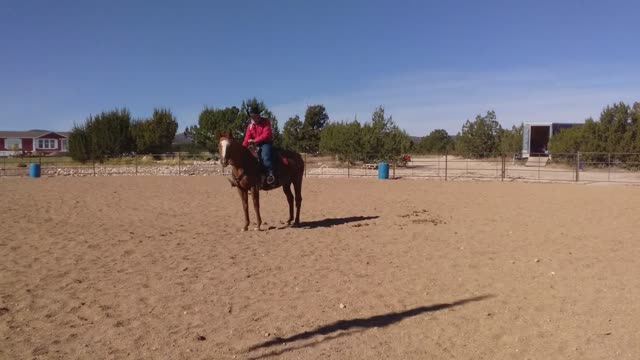 Thoroughbred Mare