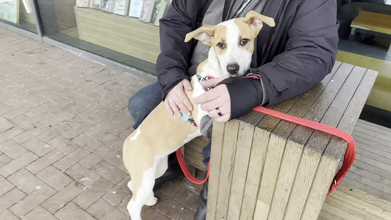 Bell is feeling shy | Very nice Dog breed