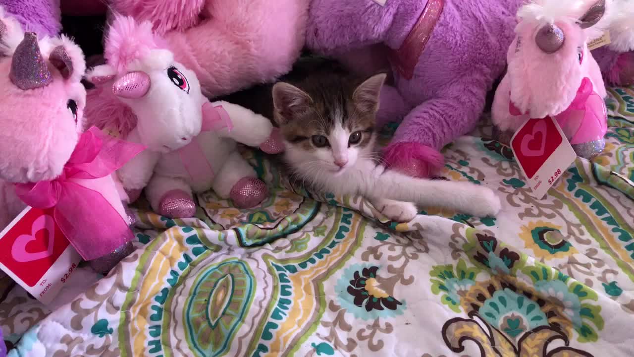 Unicorn teddy bears And the cat cute