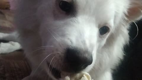 Cute dog 🐶 eating bone 🍗😋 #viral #rumble