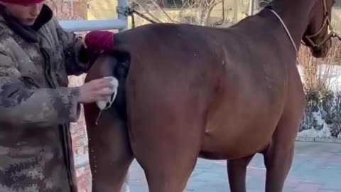 horse funny reaction 😊