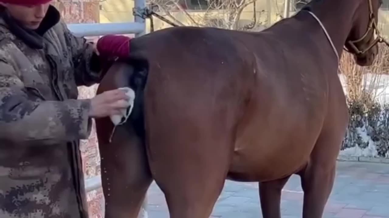 horse funny reaction 😊