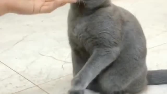 Funny Cat Video