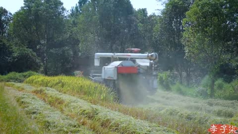 The life of purple rice, pumpkins, and … peanuts