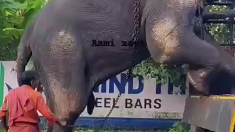 Amazing elephant