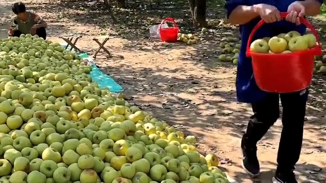 Fruits Harvest Season