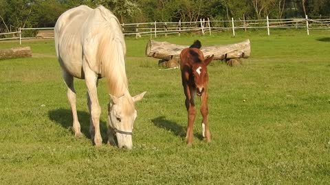 The horse eating