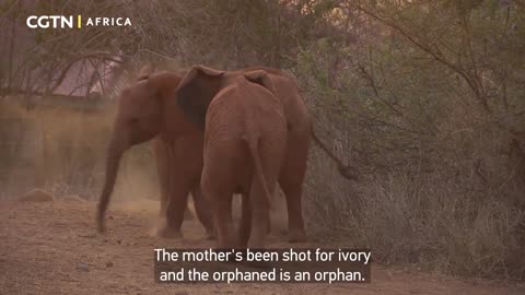 Walking with elephants