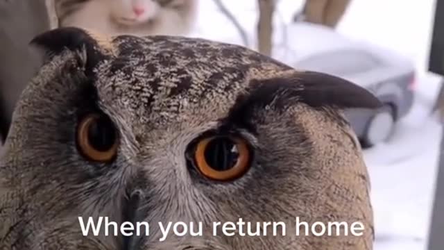 When you return home and find an unexpected guest