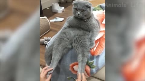 🤣 Funniest 🐶 Dogs and 😻 Cats