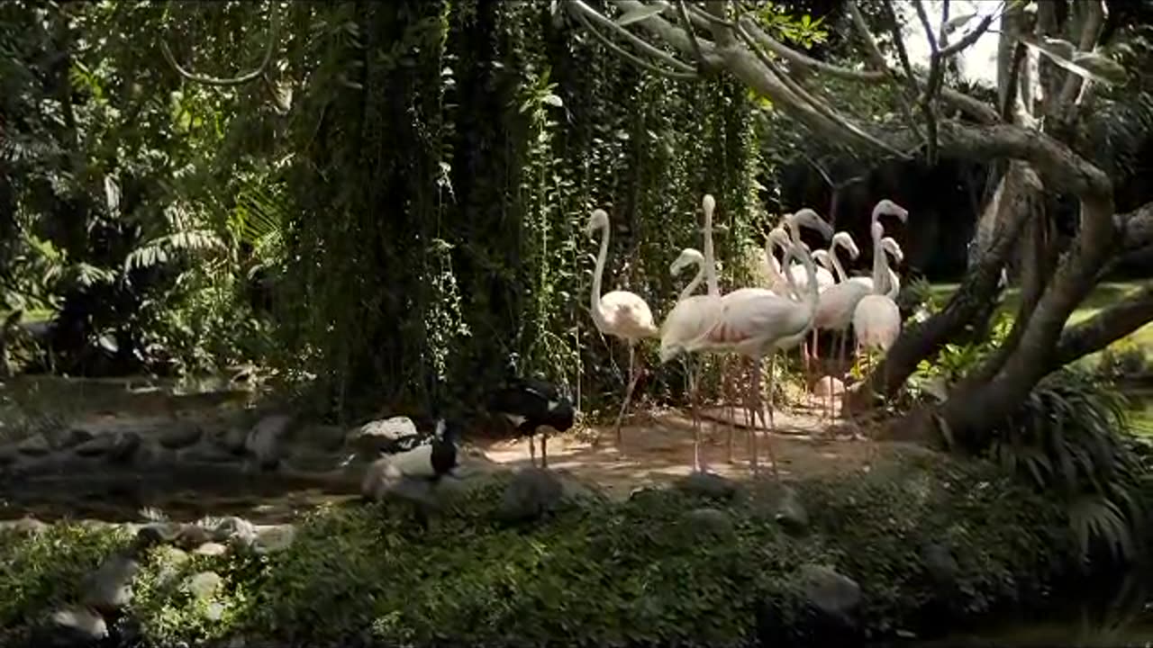 Flamingos