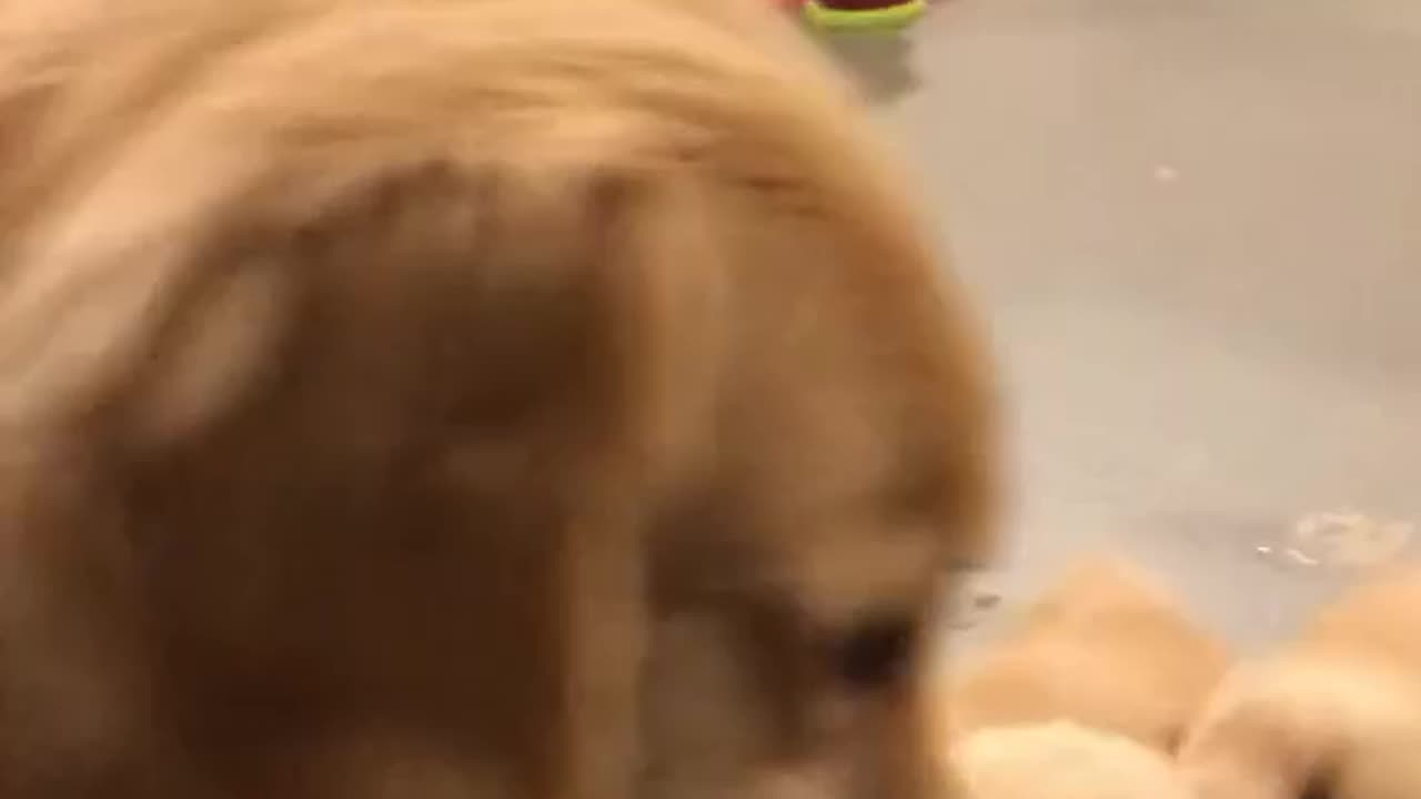 Funny Dog Video