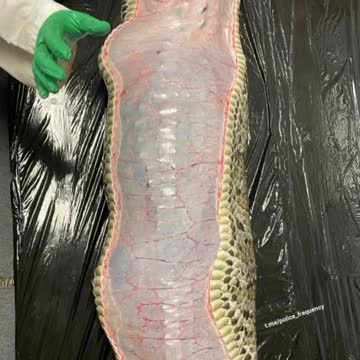 An entire 5-foot alligator was found inside an 18-foot Burmese python on Florida