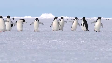 Adélie penguins on the sea ice.