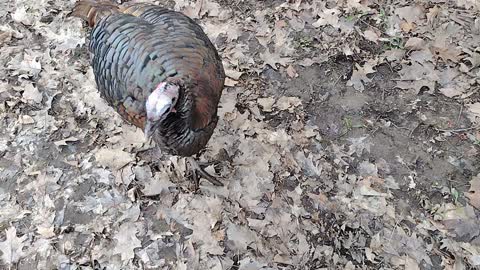 Turkey encounter
