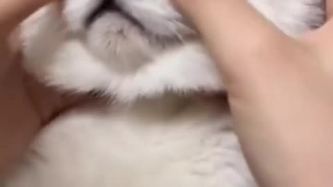 funny_video