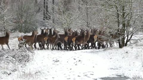 Wildlife-free nature animals videos