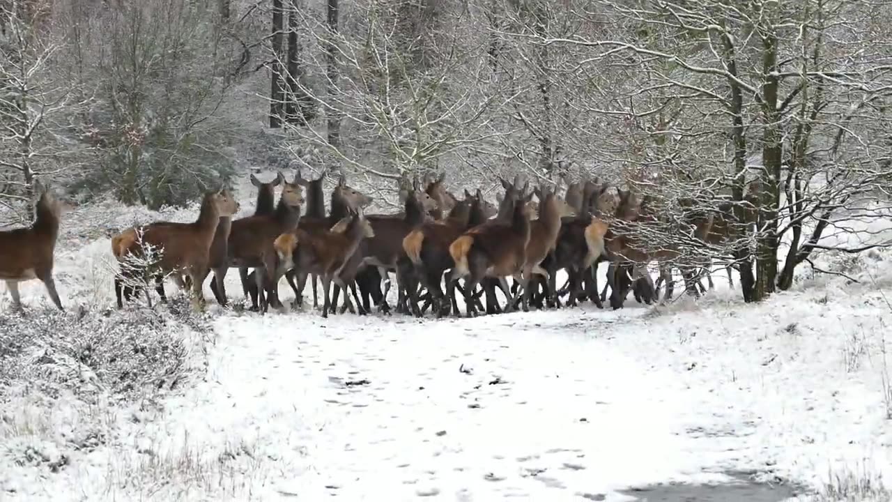 Wildlife-free nature animals videos