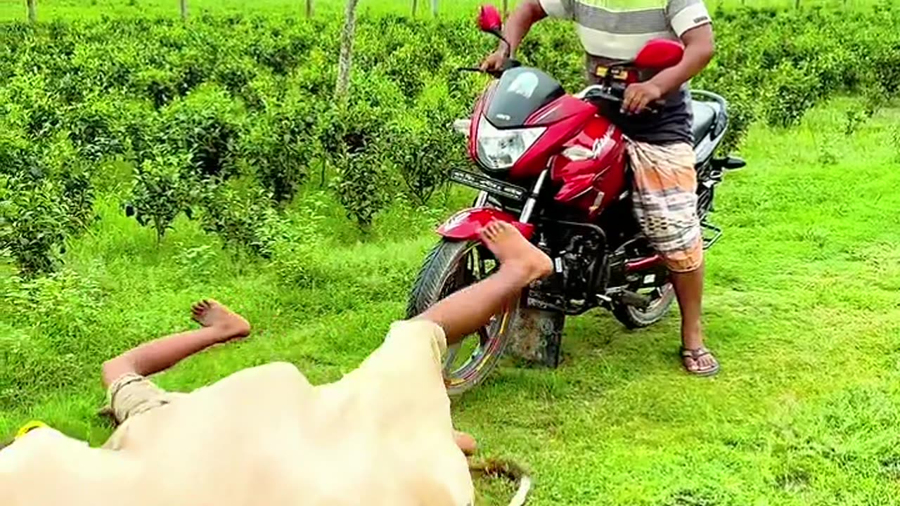 Funny video