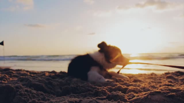 dog playing in beach