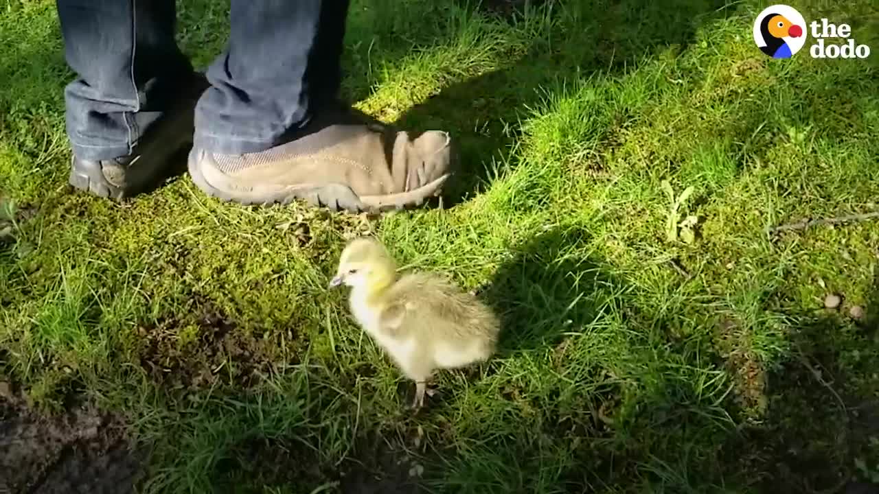 Guy Teaches His Rescued Gosling How To Fly | The Dodo Soulmates