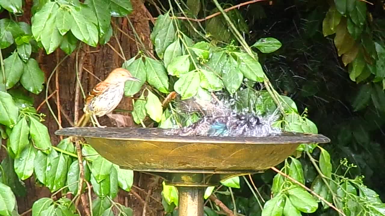 Our American Feathered Friends SPLASH!