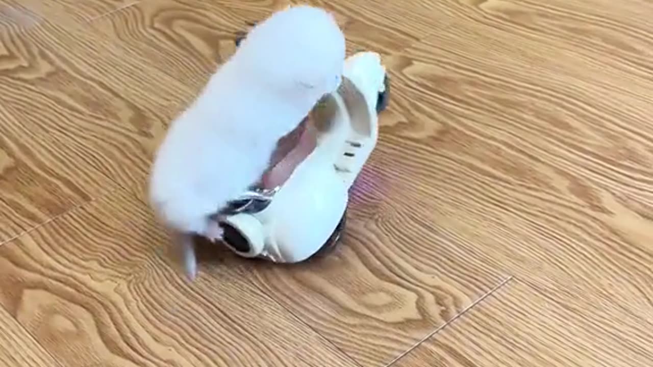 Cat Meowing๐น๐๐๐น|Cat Sound| Cute Cat Videos #shorts #cat #cats #dog