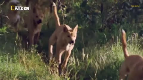 Fastest animals running