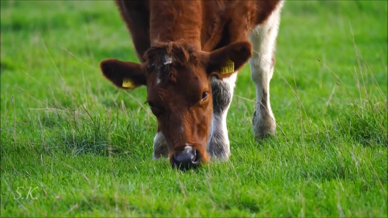 Grasende Kuh, Kühe, Rinder, Rind, cow, bull, Landleben